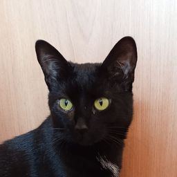 Моя кошка
