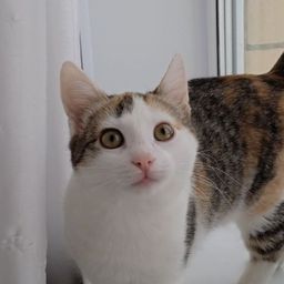 Моя кошка