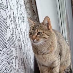 Моя кошка